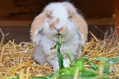 Bubi, adopted
