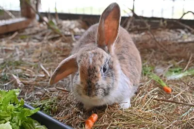 Gucci, adopted