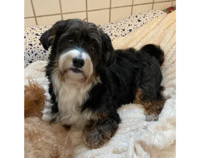 Maylo vermittelt am 06.01.2026, adopted