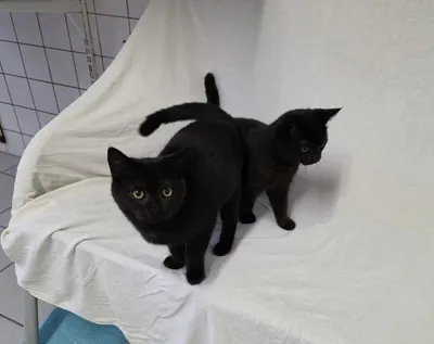 Yuval & Yven – Wohnungshaltung möglich! – Vermittelt, adopted