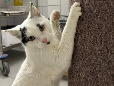 Oskar (& Derek) – Wohnungshaltung! – Vermittelt 19.02.2026, adopted