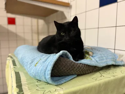 Wilson – vermittelt am 18.03.26, adopted