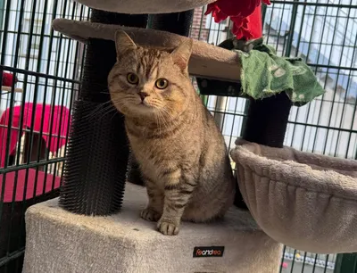 Clemens – Vermittelt 02.03.2026, adopted