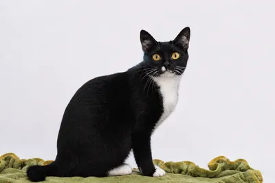 Mitya | K26-1118, adopted