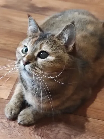 Cleopatra| K25-1000, adopted