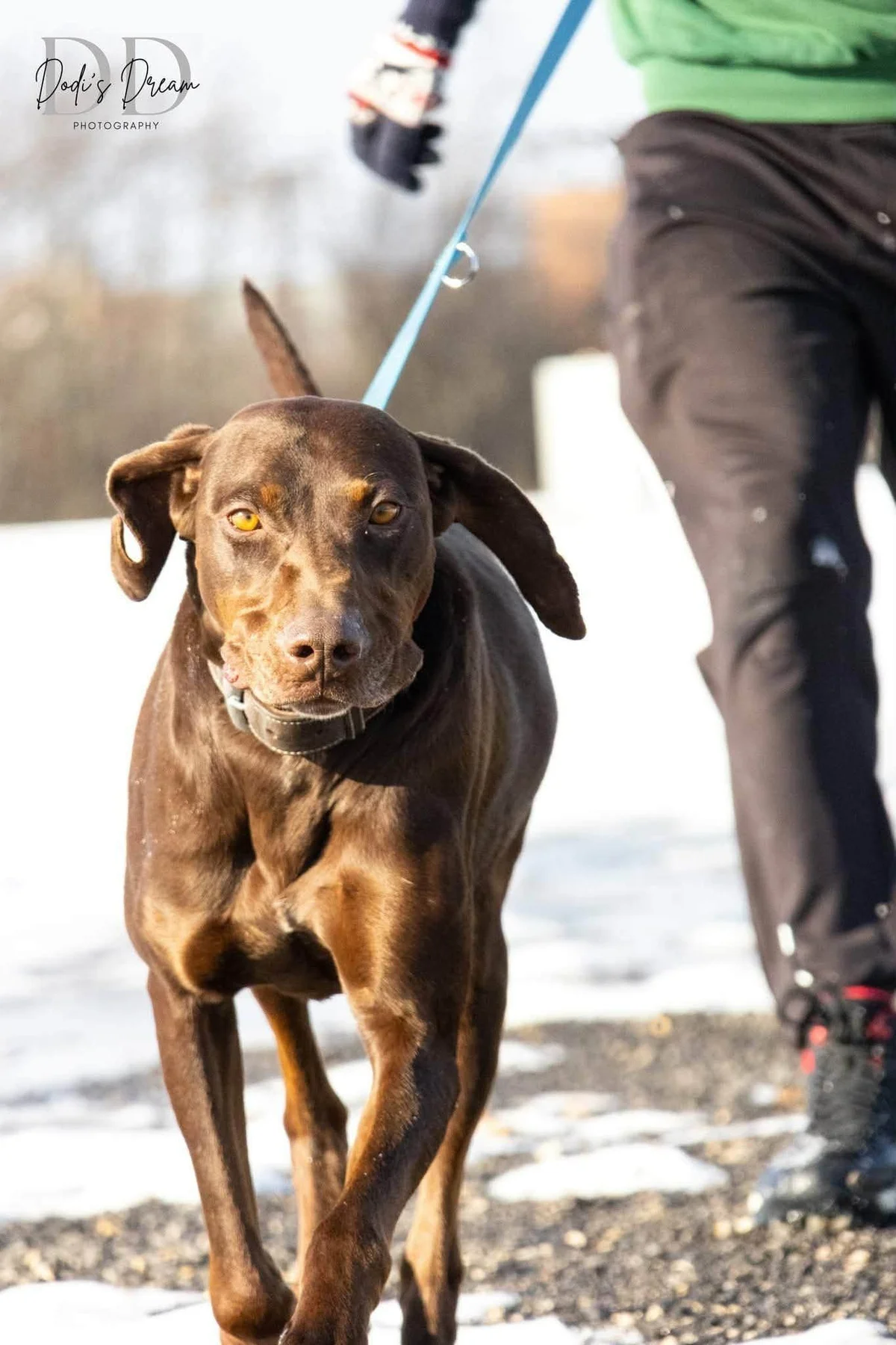 Vizsla