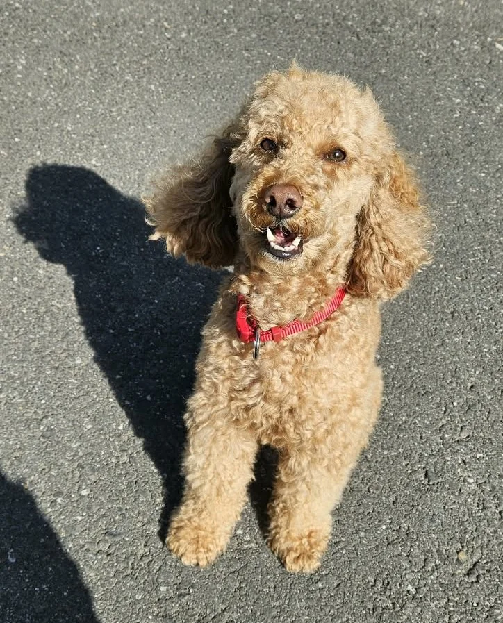Poodle