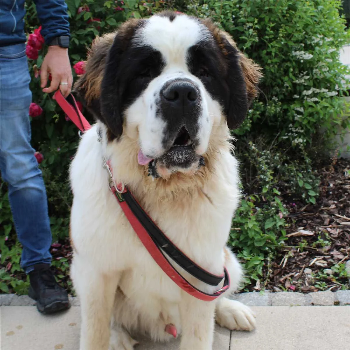 Saint Bernard