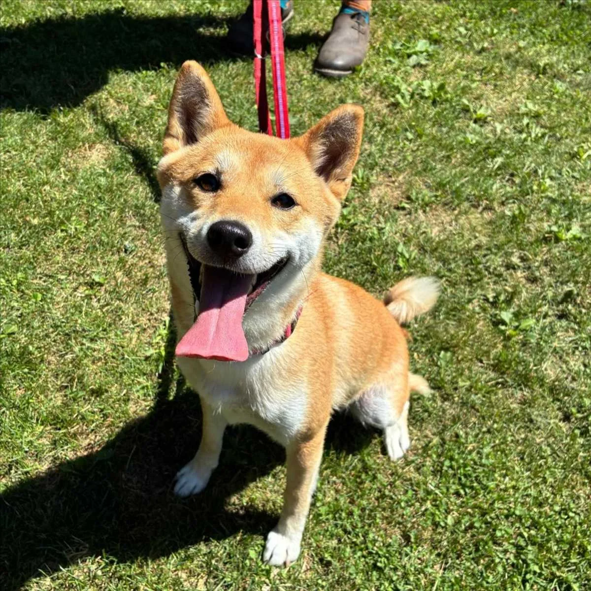 Shiba Inu