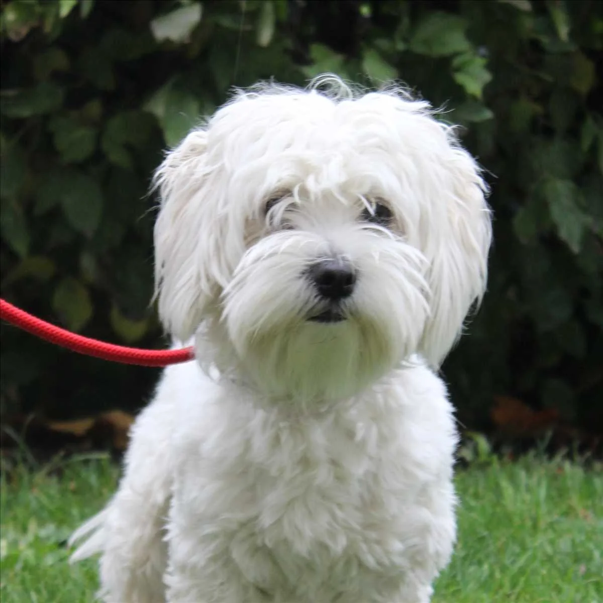 Maltipoo
