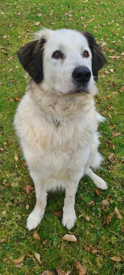 Balou-, adopted