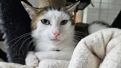 Diego, adopted