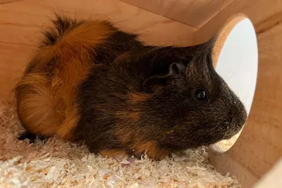 Toffee, adopted
