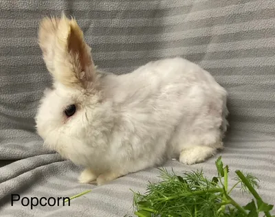 Popcorn **reserviert**, adopted