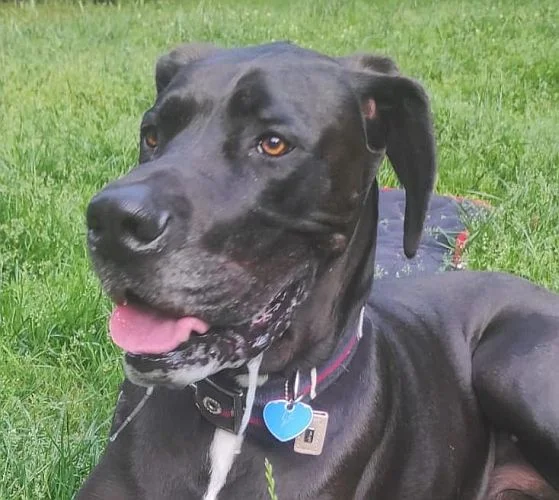 Great Dane
