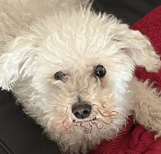 Bichon Frisé