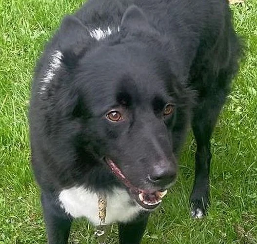 Collie