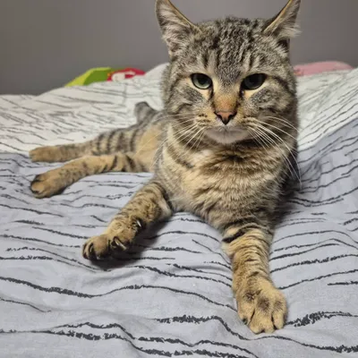 Nino – Reserviert, adopted