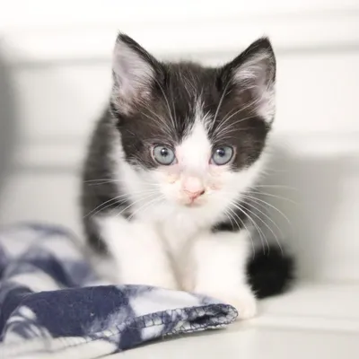 Frieda, adopted