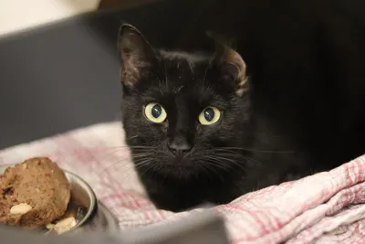 Lia - EKH, adopted
