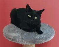 Kuko *reserviert*, adopted