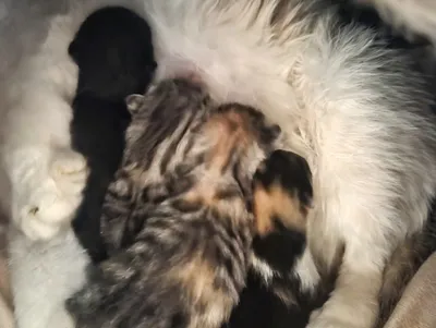 Cleopatra, Clara, Chip & Chap, adopted