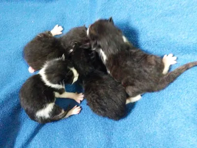 Mama Lucy, Lady Gaga & Littlefoot suchen noch! (Lilith & Luzifer RES.), adopted