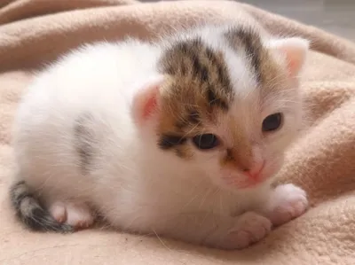 Vivien, adopted