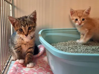 Thea & Theo, adopted