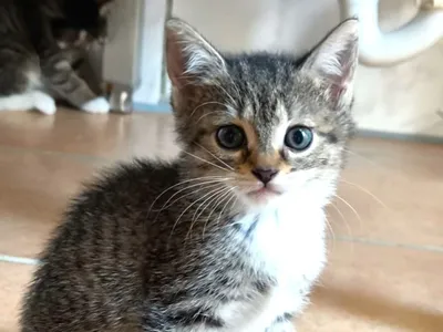 Mama Tiara sucht noch! (Thalia, Tessa, Tabaluga RESERVIERT), adopted