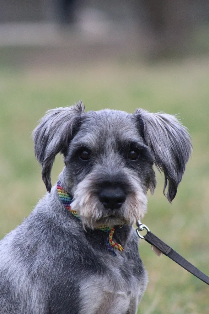 Standard Schnauzer