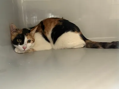 Camen, adopted