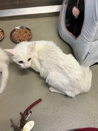 Nuri, adopted