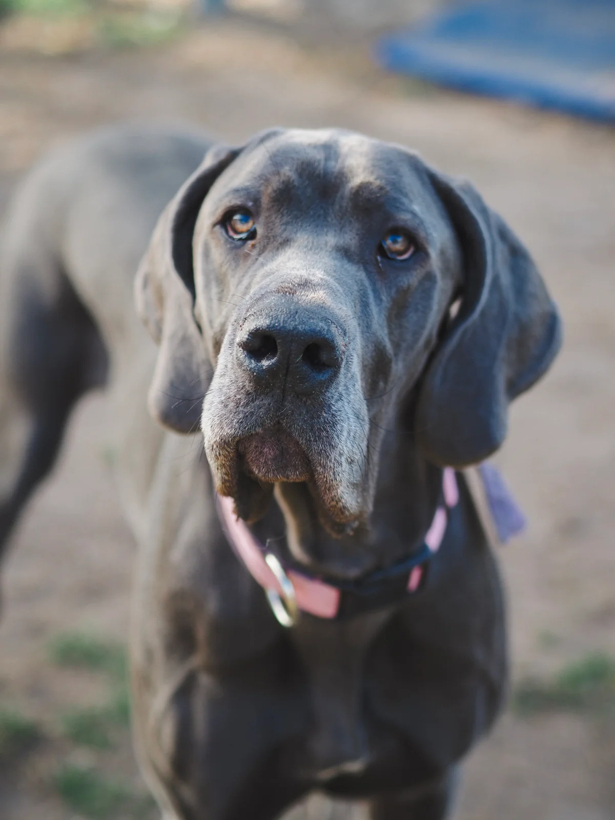 Great Dane