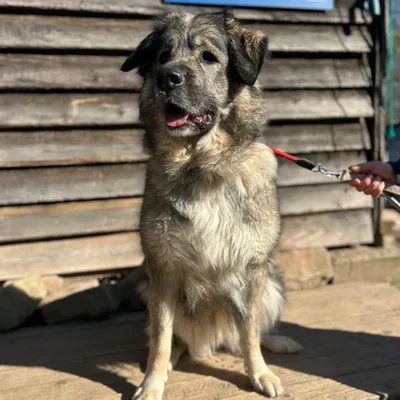 Cookie, w, nicht kastriert,  geb. 06-2021, adopted