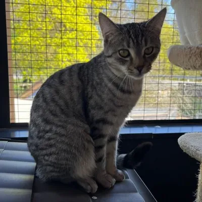 Cookie, w, Wohnungshaltung oder Freigang,  geb. 07-2025, adopted