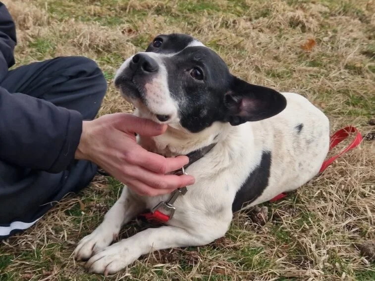 Boston Terrier
