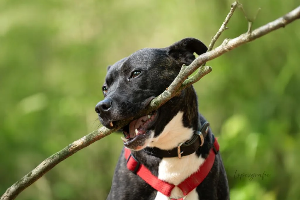 Patterdale Terrier