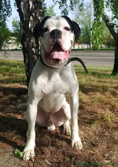 Masik, adopted