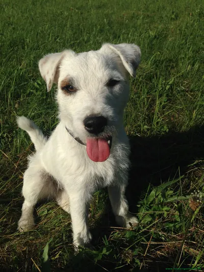 Nero, adopted