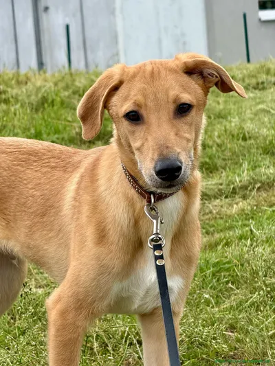 Buddy – auf der Suche nach seinem Glück 🍀🐾, adopted