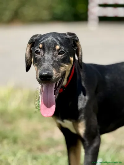 Happy – junge Schönheit sucht ihr Für-Immer-Zuhause 🐾, adopted