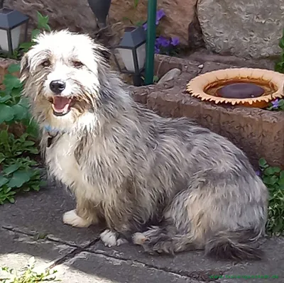 Silver möchte gerne die Nummer 1 sein, adopted