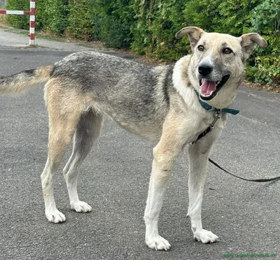 ❤️ Zuhause gesucht für eine besondere Hündin ❤️, adopted