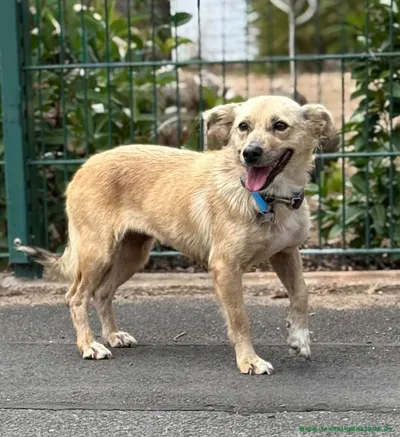 Flora, eine tolle Hundedame für Anfänger, adopted