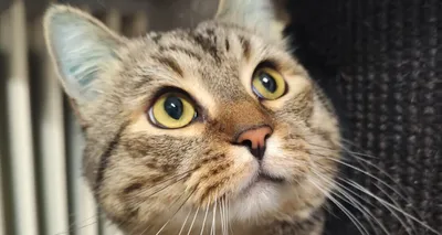 Paul, adopted