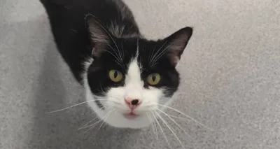 Timmy, adopted