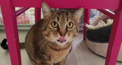 Cakepop, adopted