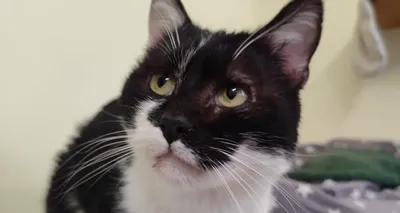Spike, adopted