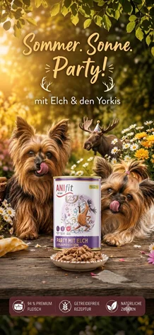 Havanese